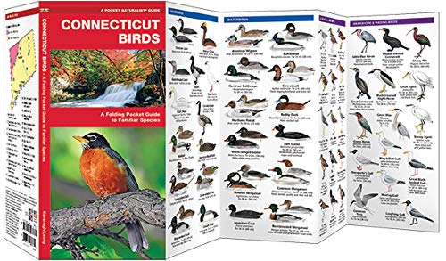Connecticut Birds: A Folding Pocket Guide to Familiar Species (Wildlife and Nature Identification) - Image 2