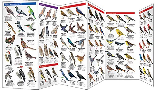 Connecticut Birds: A Folding Pocket Guide to Familiar Species (Wildlife and Nature Identification) - Image 3